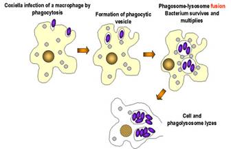 Infection cycle