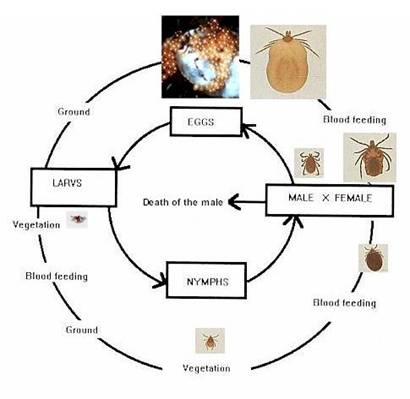 image_tick_cycle