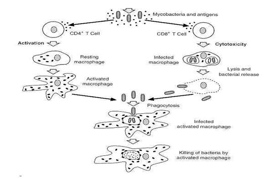 fig33_5