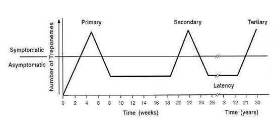 Timeline of syphilis infection