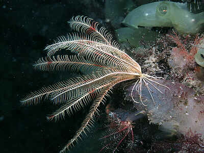 crinoidea