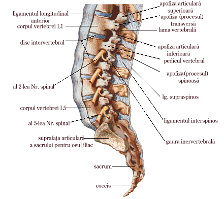 articulatiile vertebrelor adevarate)