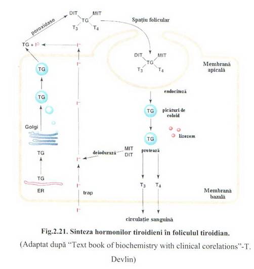 D:utilbiochimiescanari deliaPicture 022.1.jpg