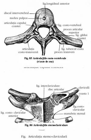 Sistemul articular | Anatomie si fiziologie
