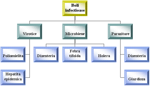 Organization Chart