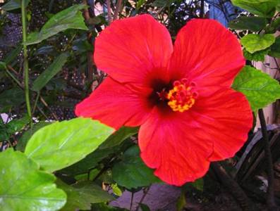 Hibiscus flower