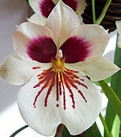 orhidee Miltonia (3)