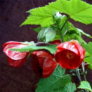 Abutilon