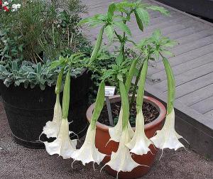 Brugmansia