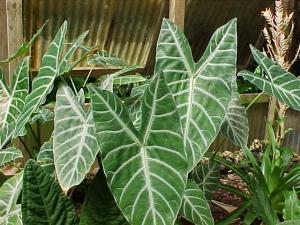 Alocasia