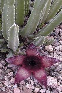 Stapelia_hirsuta