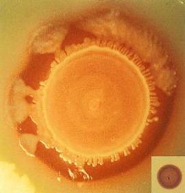 Nanotehnologia va putea fi folosita in industria alimentara