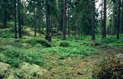Fisier:Swedish Pine Forest.jpg
