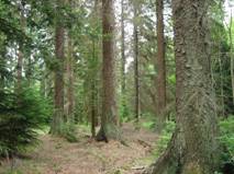 Fisier:Picea sitchensis forest.jpg