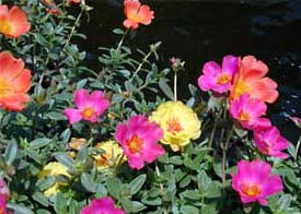 Portulaca grandiflora