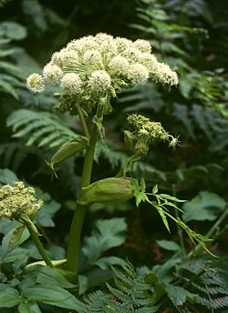 Angelica sylvestris