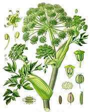 Angelica archangelica