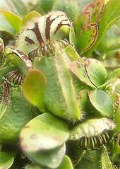 Cephalotus_follicularis