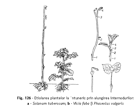 Text Box: 
Fig. 126 - Etiolarea plantelor la `ntuneric prin alungirea internodurilor:
a - Solanum tuberosum; b - Vicia faba [i Phaseolus vulgaris
