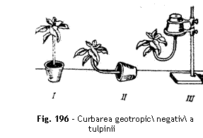 Text Box:  

Fig. 196 - Curbarea geotropic negativ a tulpinii
