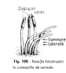 Text Box:  
Fig. 198 - Reac]ia fototropic la coleoptile de cereale
