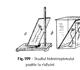 Text Box:  

Fig.199 - Studiul hidrotropismului pozitiv la rdcini
