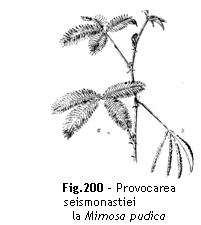 Text Box:  
Fig.200 - Provocarea seismonastiei
la Mimosa pudica

