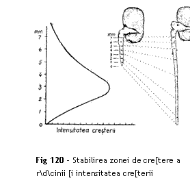 Text Box:  


Fig 120 - Stabilirea zonei de cre[tere a rdcinii [i intensitatea cre[terii
