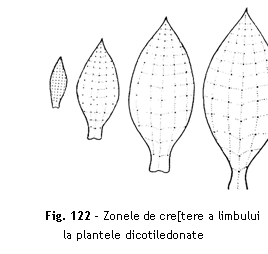 Text Box:  

Fig. 122 - Zonele de cre[tere a limbului la plantele dicotiledonate
