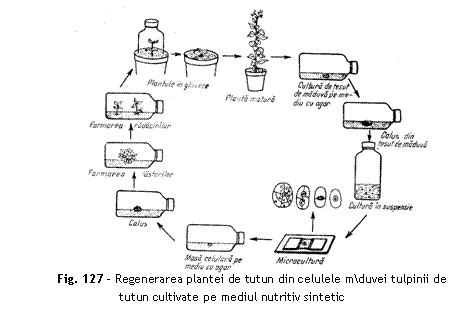Text Box: 
Fig. 127 - Regenerarea plantei de tutun din celulele mduvei tulpinii de tutun cultivate pe mediul nutritiv sintetic
