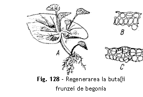 Text Box:  
Fig. 128 - Regenerarea la buta[ii
frunzei de begonia
