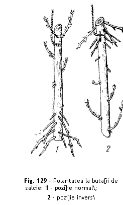 Text Box:  


Fig. 129 - Polaritatea la buta[ii de salcie: 1 - pozi]ie normal;
2 - pozi]ie invers
