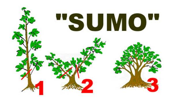 SUMO I. 3 step 72dpi 6x3inch.jpg (26987 bytes)