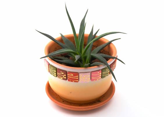 Aloe Vera - Aloe Barbadensis