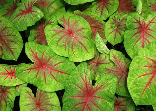 Caladium hortulanum - Caladium