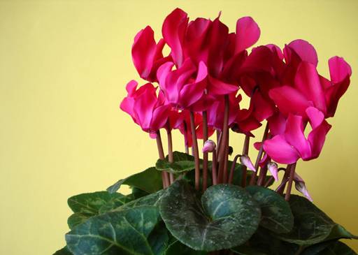 Cyclamen persicum- Cyclamen