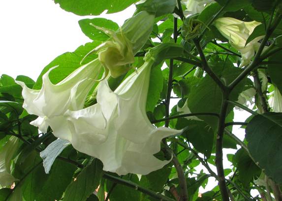 Datura arborea - Trompeta ingerilor