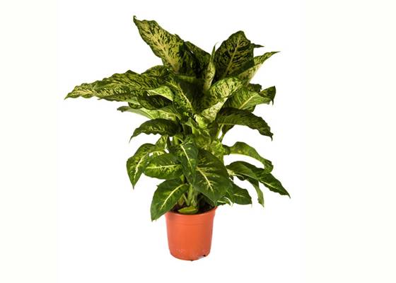 Dieffenbachia