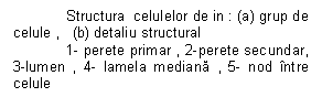 Text Box: Structura  celulelor de in : (a) grup de celule ,   (b) detaliu structural 
1- perete primar , 2-perete secundar, 3-lumen , 4- lamela mediana , 5- nod intre celule 
