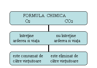 Organization Chart