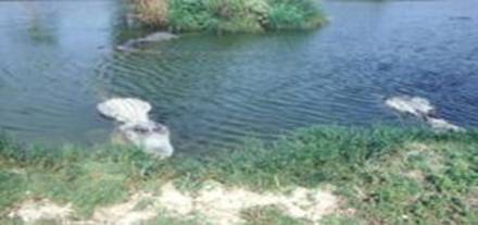 American Alligators at Everglades