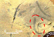 Tawuia
