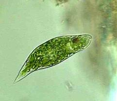 euglena_viridis.JPG