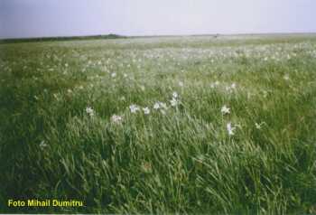 rezervatia naturala de narcise din valea neajlovului