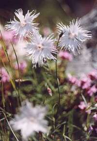 garofita dianthus spiculifolius