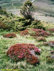 rhododendron pe vanturis