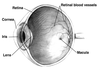 Diagrama ochiului uman. Nota: Nu toti ochii au aceeasi anatomie cu cei umani