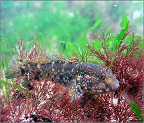 Imagine:Black sea fauna goby 01.jpg