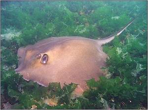 Imagine:Black sea fauna stingray 01.jpg