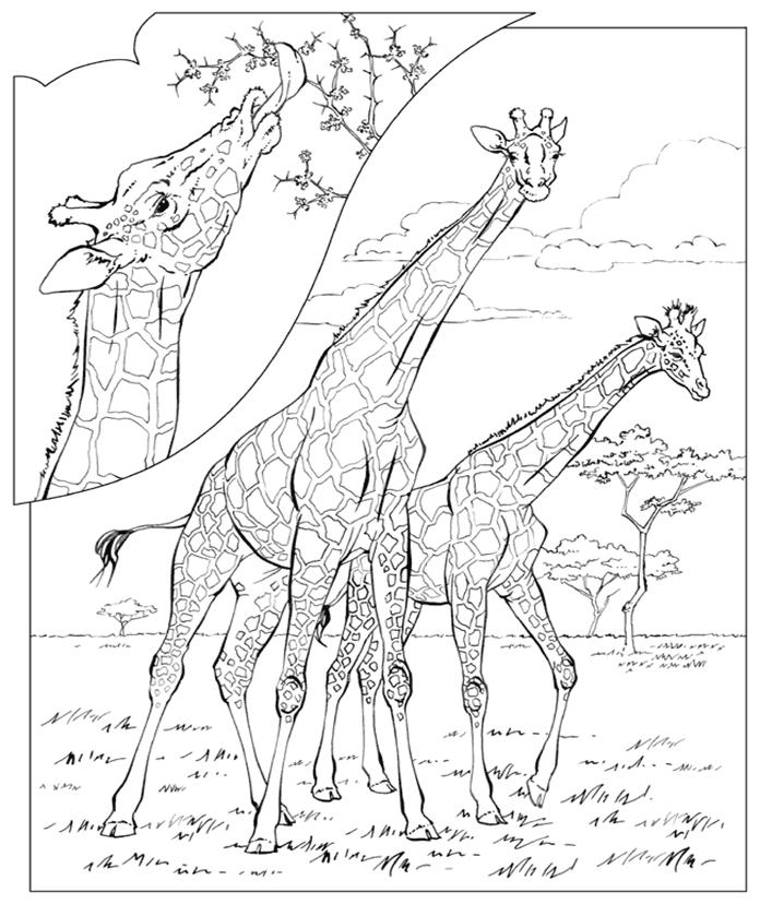 Giraffes